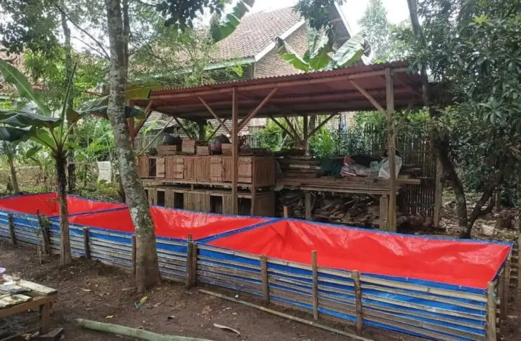 Pokdakan Lanang Agung: Kemandirian Ekonomi dari Lele