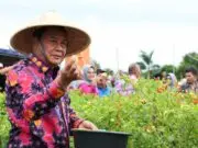 Bupati Tangerang Panen Raya Cabai Ori 212 Bersama Kelompok Tani Berenuk di Kecamatan Legok Bupati Tangerang Panen Raya Cabai Ori 212 Bersama Kelompok Tani Berenuk di Kecamatan Legok