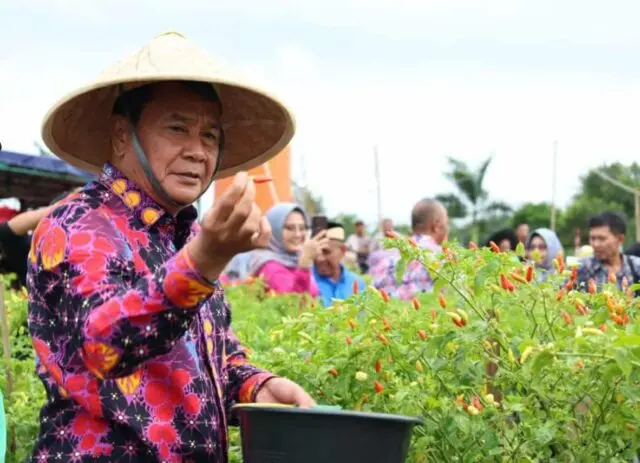 Bupati Tangerang Panen Raya Cabai Ori 212 Bersama Kelompok Tani Berenuk di Kecamatan Legok Bupati Tangerang Panen Raya Cabai Ori 212 Bersama Kelompok Tani Berenuk di Kecamatan Legok
