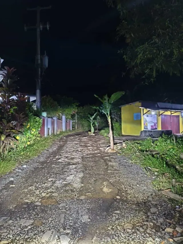 Pohon pisang tumbuh di jalan rusak, Kampung Citeureup, Desa Rahong, Kecamatan Malingping, Kabupaten Lebak, pada Kamis (25/12/2025). Pohon pisang tumbuh di jalan rusak, Kampung Citeureup, Desa Rahong, Kecamatan Malingping, Kabupaten Lebak, pada Kamis (25/12/2025).