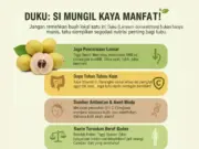 Manfaat Buah Duku dan Efek Sampingnya manfaat buah duku