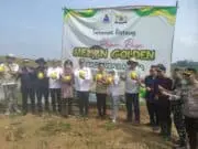 Lebak Genjot Ketahanan Pangan, Panen Golden Melon 30 Ton Jadi Momentum Kebangkitan Petani Panen 30 Ton Melon Golden di Kelompok Tani Margawana Mulya, Kecamatan Cileles, Kabupaten Lebak, pada Kamis (14/05/2026).