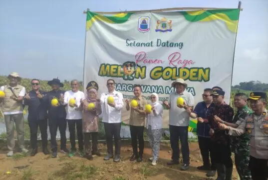 āLebak Genjot Ketahanan Pangan, Panen Golden Melon 30 Ton Jadi Momentum Kebangkitan Petani āLebak Genjot Ketahanan Pangan, Panen Golden Melon 30 Ton Jadi Momentum Kebangkitan Petani
